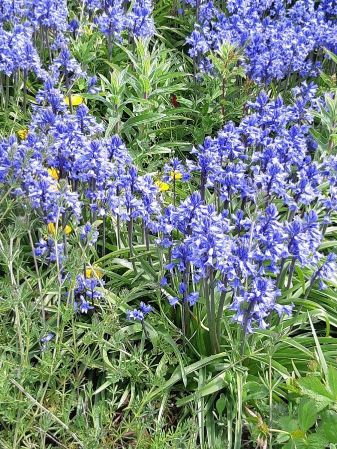 The Bluebell Gasthuis